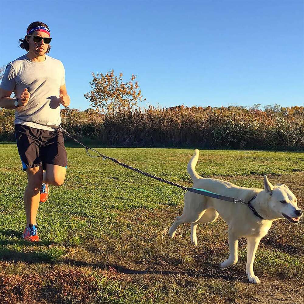 udskille stof farvning Køb Håndfri Hundesnor - 1 stk.